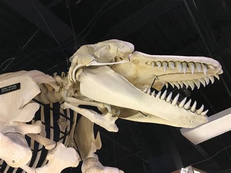 Mounted killer whale skeleton at the Museum of Osteology in Orlando. (OC) : r/natureismetal