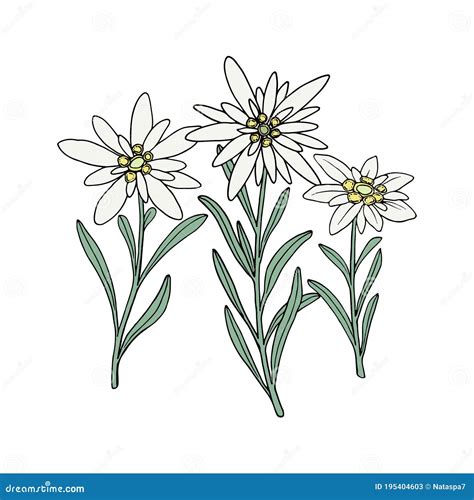 Edelweiss Flower. Mountain Plant. Hand Draw Sketch Stock Vector - Illustration of isolated ...