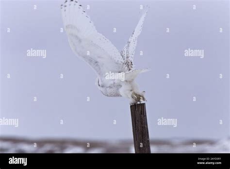 Snowy Owl in Flight Stock Photo - Alamy