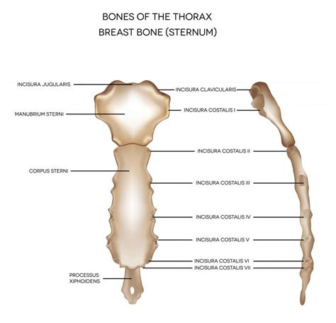 What Are the Symptoms of Sternum Cancer? (with pictures)