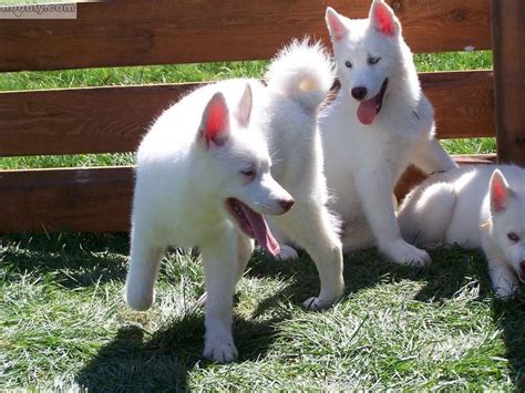 male and female siberian husky puppies for sale - Perth - Dogs for sale, puppies for sale, Perth ...