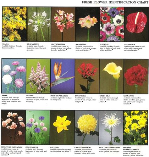 Sympathy Flowers 066 | Flower identification chart, Flower identification, Flower chart