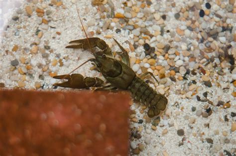 White-clawed crayfish – Wild Planet Trust