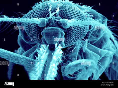 ANOPHELES GAMBIAE, SEM Stock Photo - Alamy