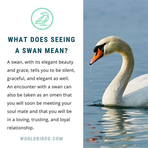 Swan Symbolism & Meaning | World Birds