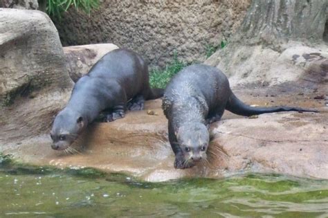 Giant Otter Facts, Pictures, Video & In-Depth Information: Discover An Endangered Rainforest ...