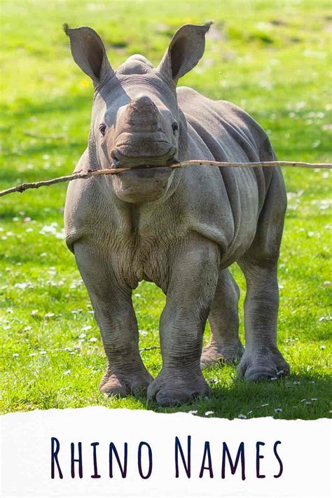 Rhino Names - Nearly 200 Excellent Names For Rhinoceroses