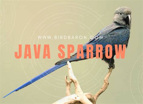 Spix's macaw - Facts | Size | Habitat | Lifespan | Population - BirdBaron