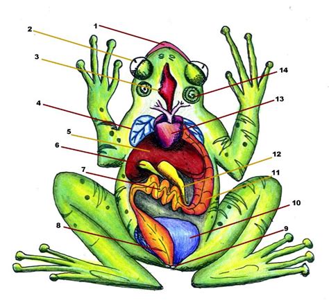 How to Draw a Diagram of Frog Anatomy - Learn About Nature