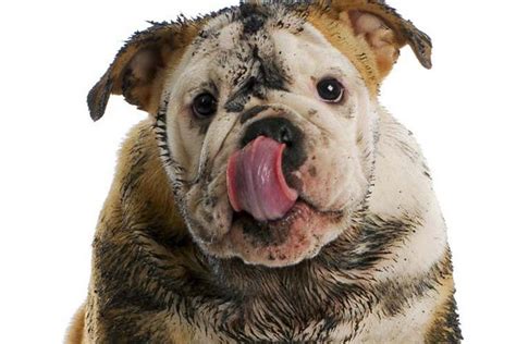 Grooming the Muddy & Stinky Dog – American Kennel Club