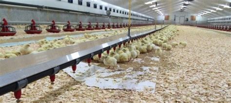 Modern Poultry House Facility - Broiler House