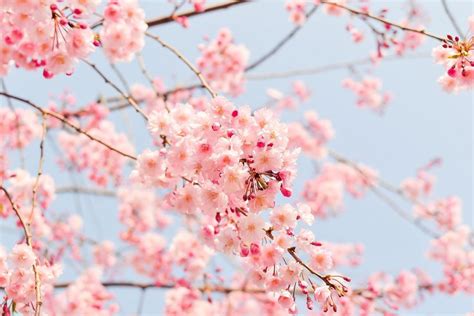 Cherry Blossom Meaning and Symbolism | Bouqs Blog