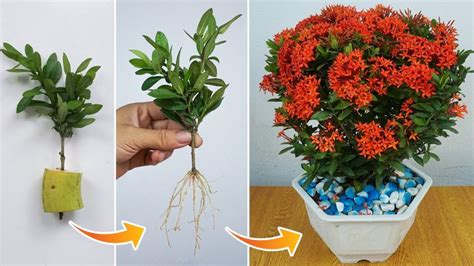 How to propagate Ixora flowers by cuttings Ixora plant care – Greencraft Home