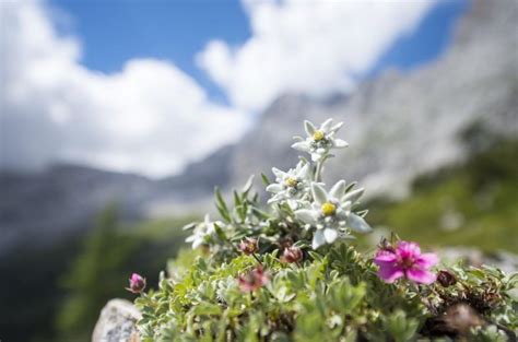 Edelweiss Meaning, Symbolism, and the History behind It - Natgeos