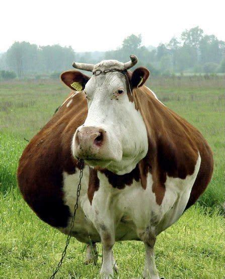 Festively plump cow. Join the #moovement | Cows funny, Funny fat ...