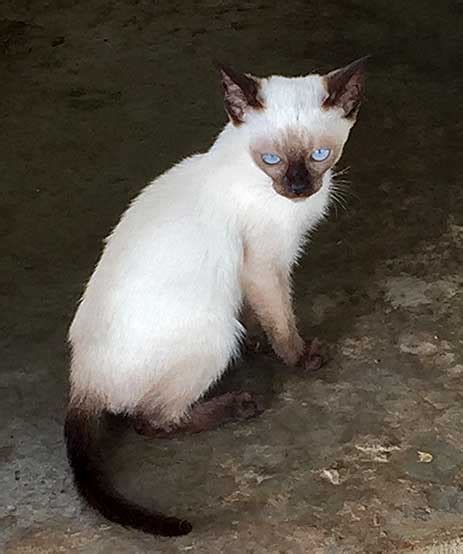 Buy Thai Siamese Cats and Kittens - Chiang Rai - Thailand