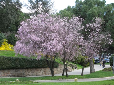 The World´s Tree Species: Cherry plum - Spring blossom series