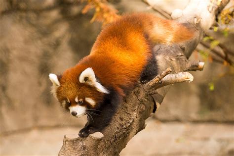 Red Panda Cubs Leaving Lincoln Park Zoo | Chicago News | WTTW