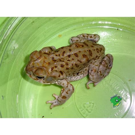 Colorado River Toad - Juveniles - Strictly Reptiles