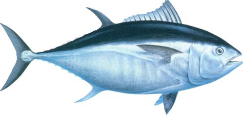 Atlantic Bluefin Tuna – Endangered – Animal Encyclopedia