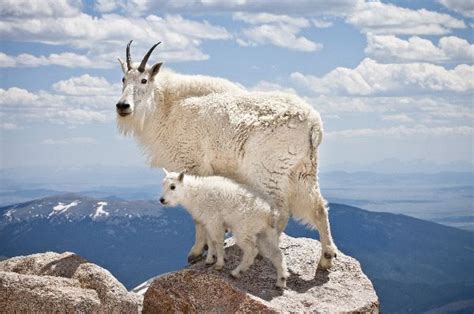 Mountain Goat - Animal Facts and Information