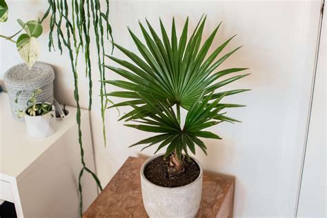 9 Types of Palm Plants to Grow Indoors