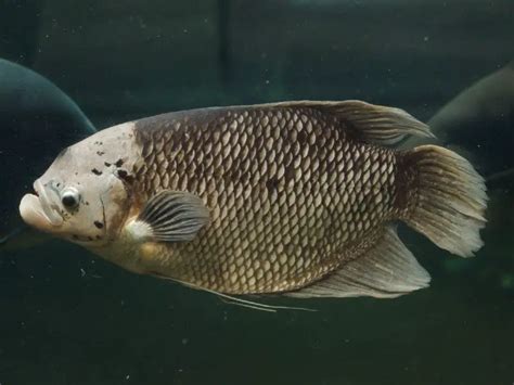 Giant Gourami Care: Size, Diet, Lifespan & Tank Conditions ...