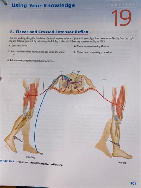 Solved Using Your knowledge EXERCISE 19 A. Flexor and | Chegg.com