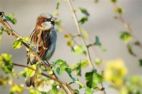 House Sparrow Identification Guide