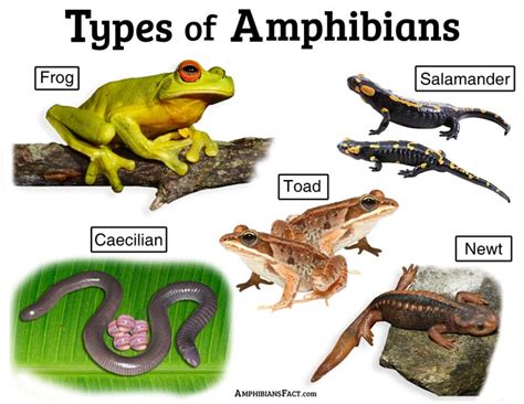 Amphibians- Classification Study Guide - Inspirit