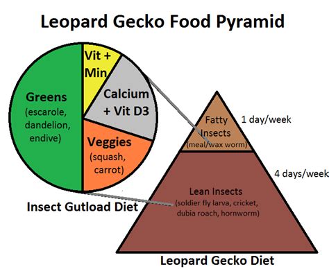 Leopard Gecko Food Pyramid - Complete Critter