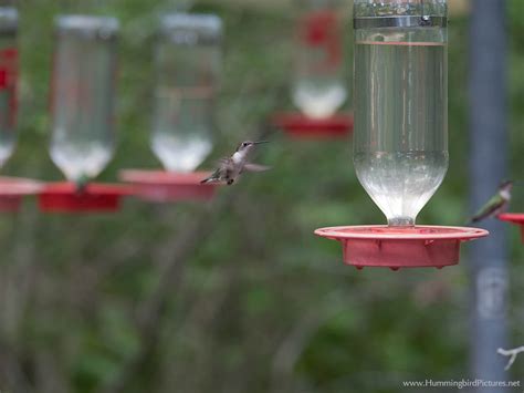 Hummingbird Feeders - Hummingbird Pictures