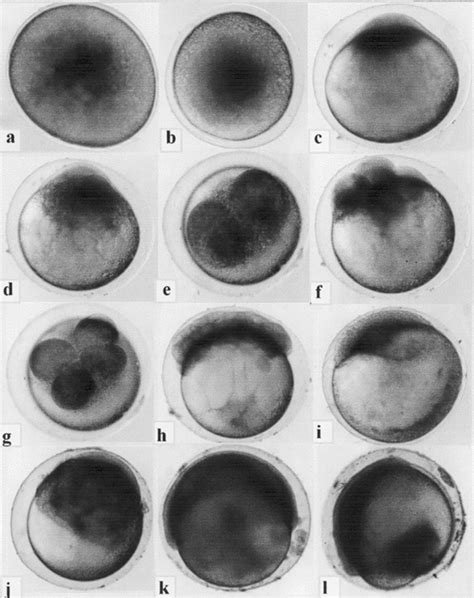 Egg development: a – fertilization, b – perivitelline space (10 min... | Download Scientific Diagram