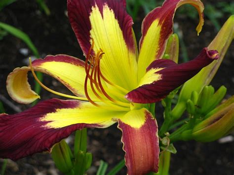 Daylilies: Plant Care and Collection of Varieties - Garden.org