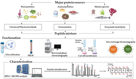 Processes | Free Full-Text | Bioactive Peptides: An Understanding from Current Screening Methodology