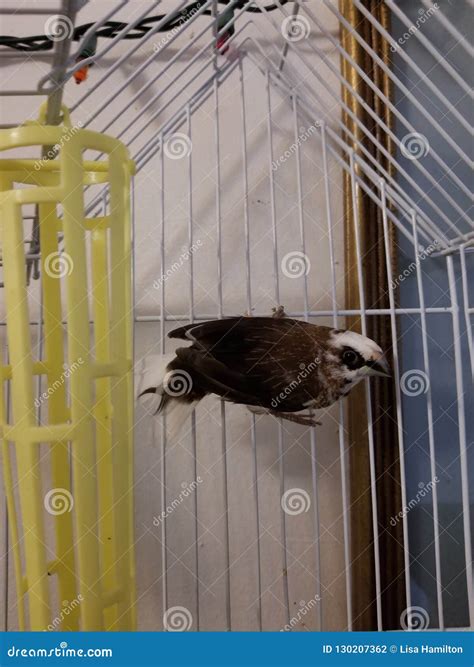 Society Finch stock photo. Image of bird, finch, cagedbirds - 130207362