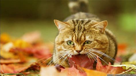 Autumn Cat Wallpapers - Top Free Autumn Cat Backgrounds - WallpaperAccess