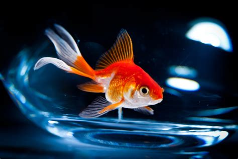 The Complete Beginner's Guide to Goldfish - Aquarium Tidings