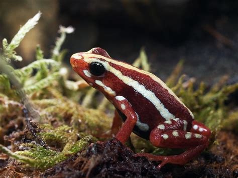 8 Poison Dart Frog Species That You Can Keep at Home | Reptile Advisor