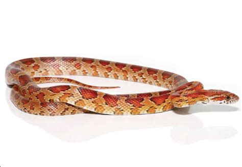 South Florida Corn Snake For Sale - Upriva Reptiles