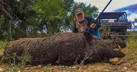 Hog Hunting | 60+ Species Available for Hunt | Ox Ranch - Texas