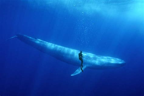 A diver encountering a blue whale, one of the largest animals to ever ...