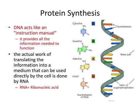 PPT - Protein Synthesis PowerPoint Presentation, free download - ID:6127570