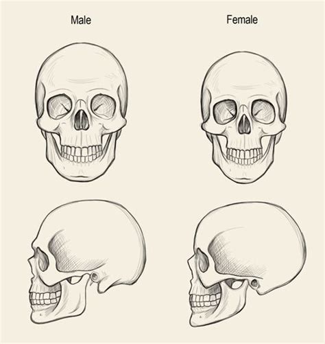 Human skull drawing, Skull drawing, Skulls drawing