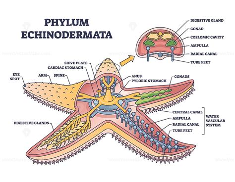 Starfish Dissection Labeled