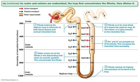 Physiology of urine formation - Online Biology Notes