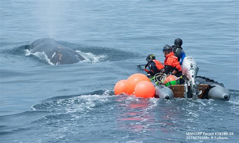 Whale Entanglement | Greater Farallones National Marine Sanctuary