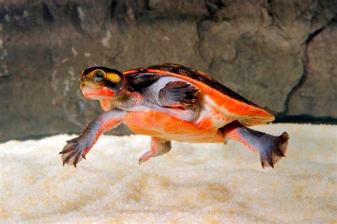 Pink-Bellied Side-Neck Turtle 101: Care, Size & More - More Reptiles