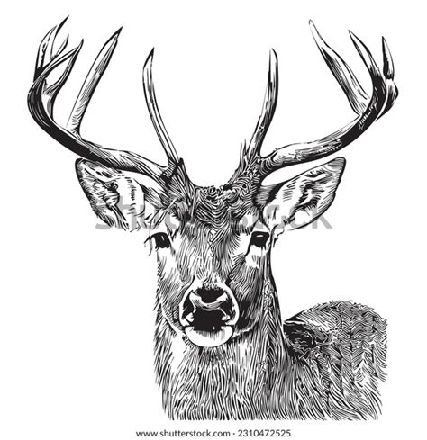 Deer Royalty-Free Images, Stock Photos & Pictures | Shutterstock