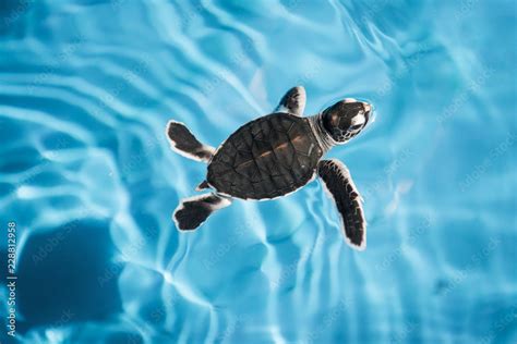 Baby sea turtle swimming in blue water Stock Photo | Adobe Stock